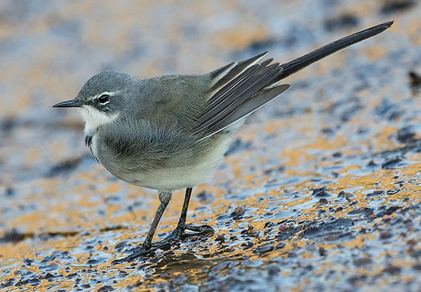Cape Wagtail